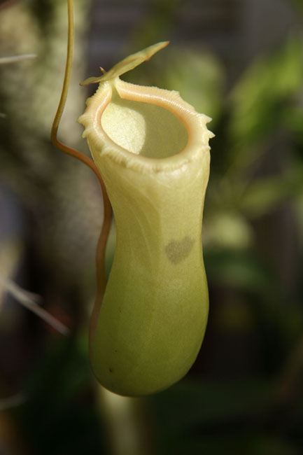 Green_Pitcher_Plant
