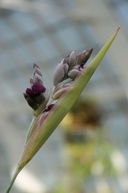 Pastel_Buds