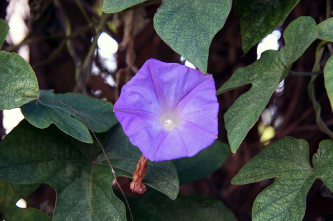 Purple_Pentagon