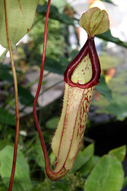 Purple_Pitcher Plant