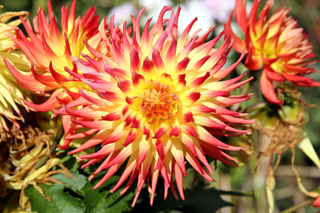 Red_and_Orange_Burst