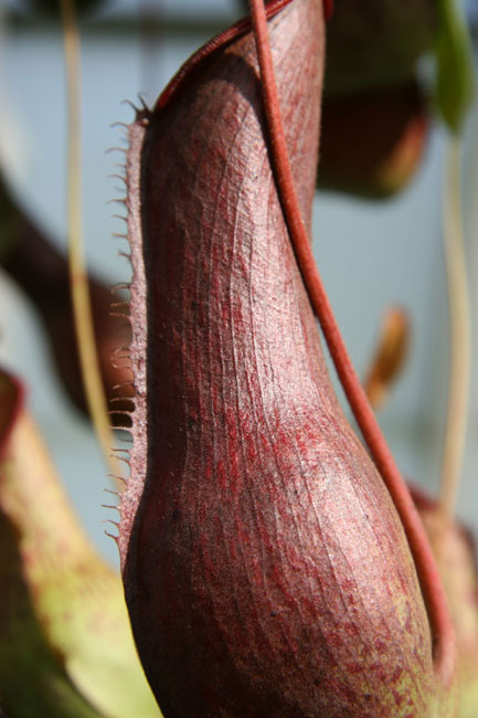 Spiny_Ridge