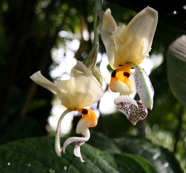 Spotted_Orchids