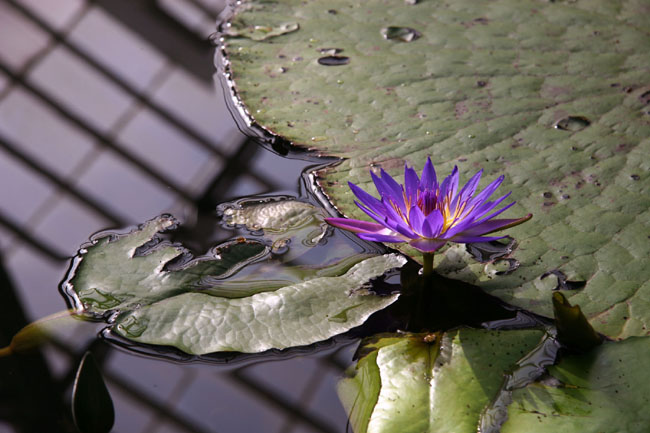 Water_Lilly_Blossom