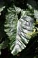 Gigantic_Leaf