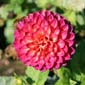 Radial_Fuschia