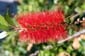 Red_Brush