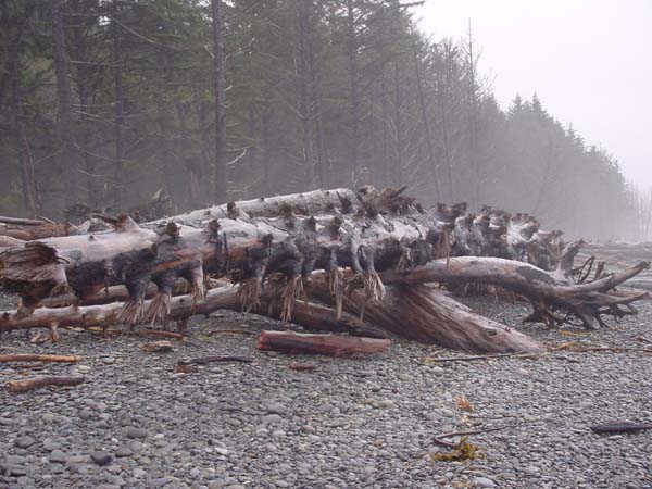 Gigantic Spikey Log
