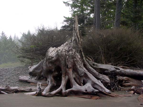 Gnarled Stump