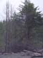 Dead Trees and Debris