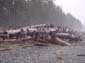 Gigantic Spikey Log