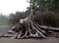 Gnarled Stump