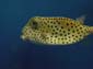 Cow Fish