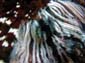 Scorpion Fish