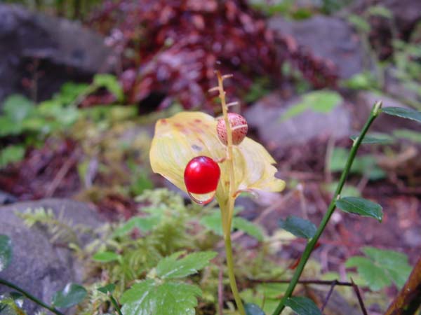 Berry Drop