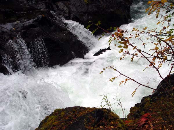 Leaping Salmon