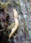 Banana Slug