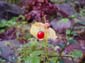 Dripping Berry