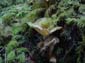 Fluted Mushrooms