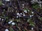 Minature White Mushrooms