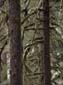 Mossy Cedars