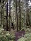 Rainforest Clearing
