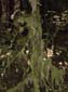 Rainforest Moss