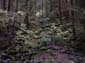 Rocky Slope