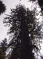 Towering Tree