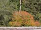 Vine Maple