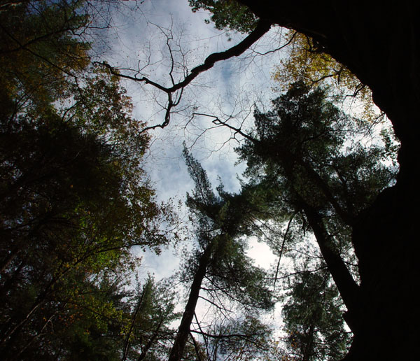 Canopy