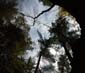 Canopy