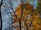 Maples_on_Parade