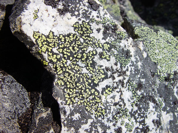 Lichen