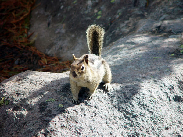 Obese_Chipmunk
