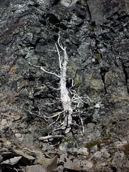 White_Stump