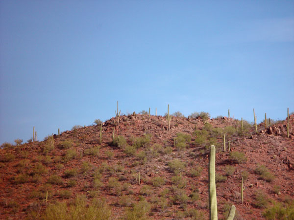 Saguaro_on_Mars