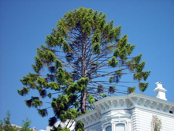 Dandelion_Tree