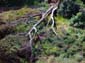 Fallen_Tree