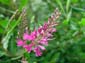 Fuschia_Blossoms