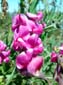 Snapdragons
