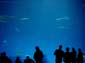 Monterey Aquarium