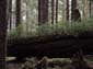 Pacific NW - Rainforest