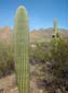 Saguaro National Park